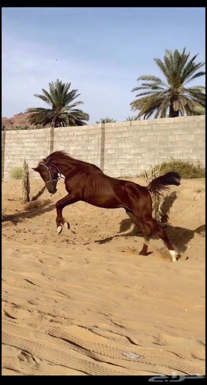 حصان شعبي للبيع 0