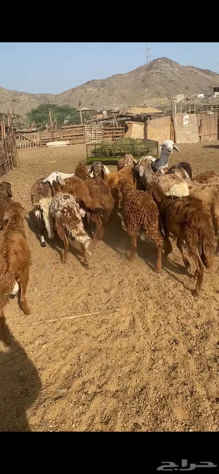 ذبايح طليان و رخال حري و سواكني يوجد تقسيط تابي و توصيل 4