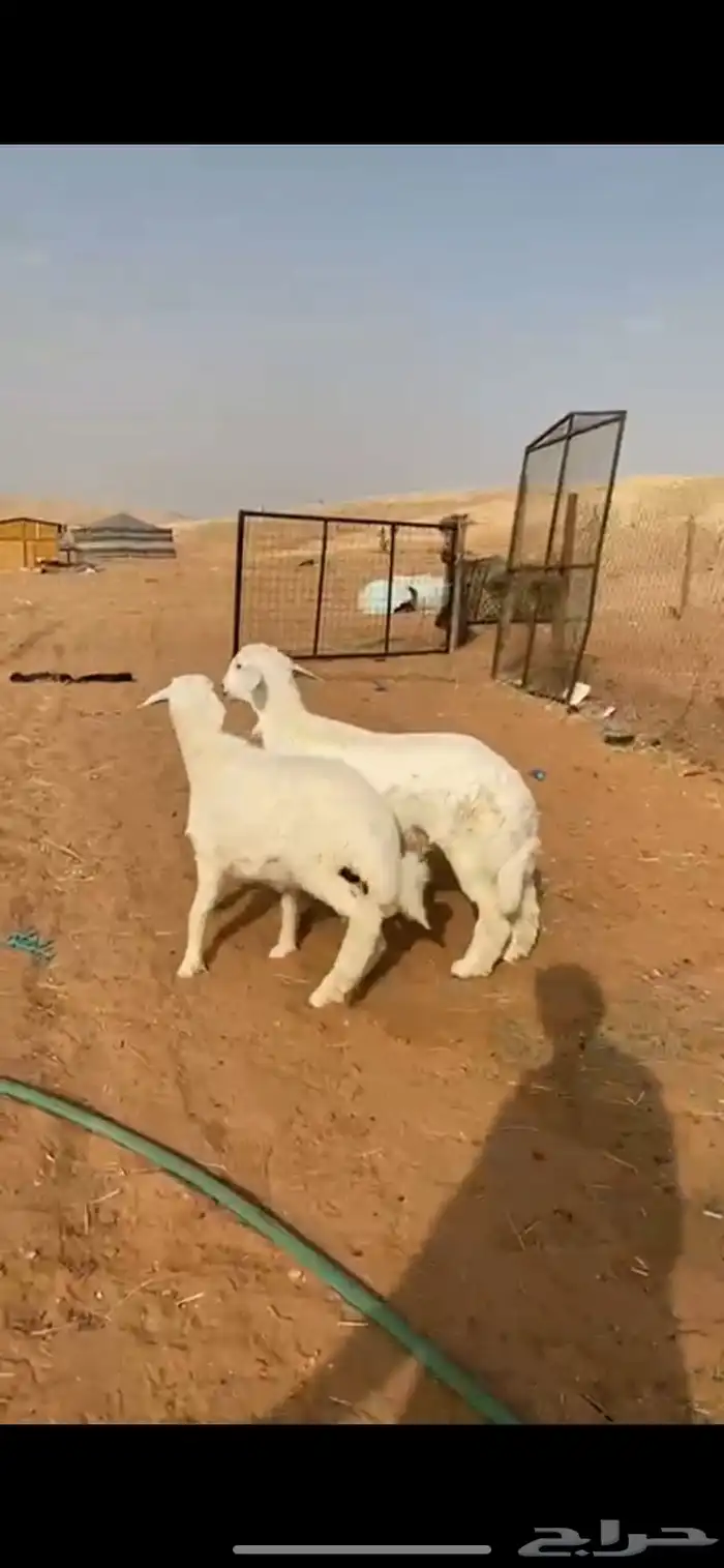 خرفان حريات أعمارها 5 اشهر 0