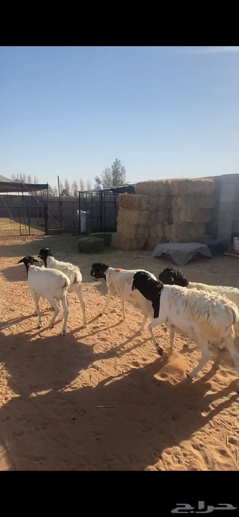 برابر مرابي 0