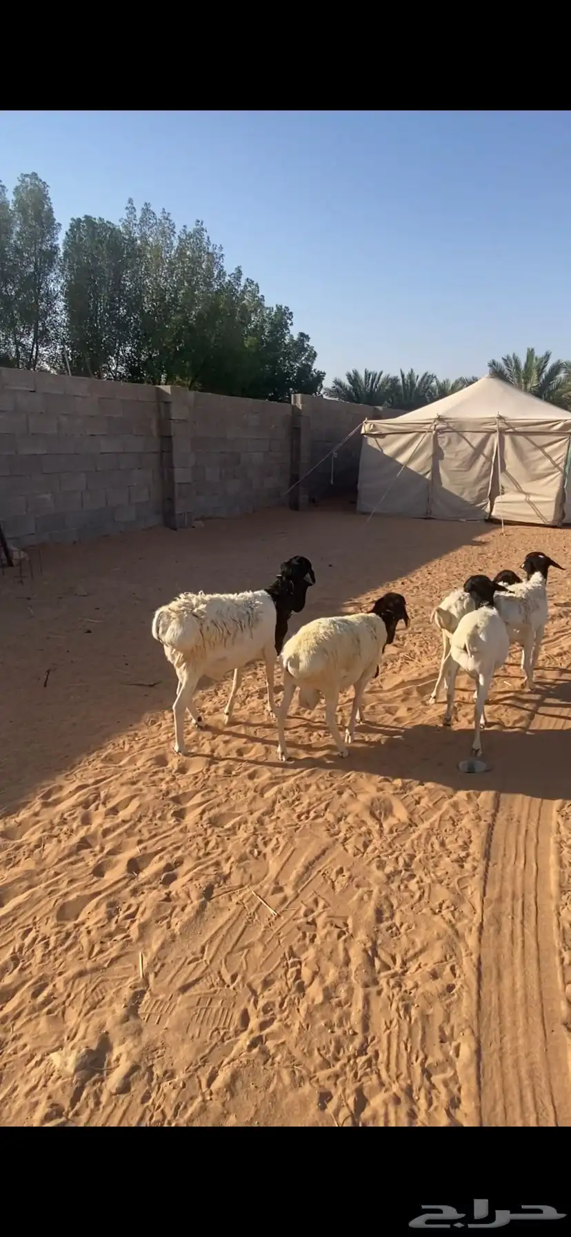 برابر مرابي 2