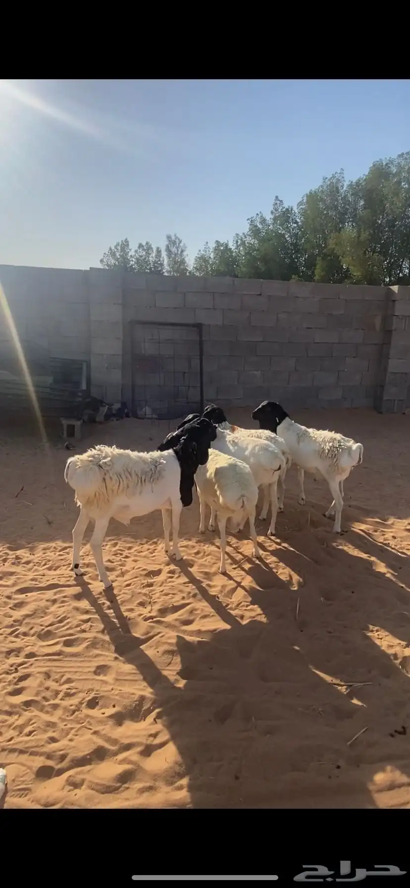 برابر مرابي 4