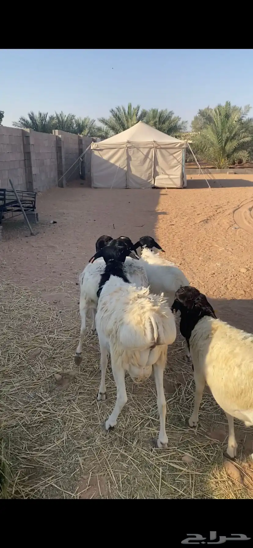 برابر مرابي 1