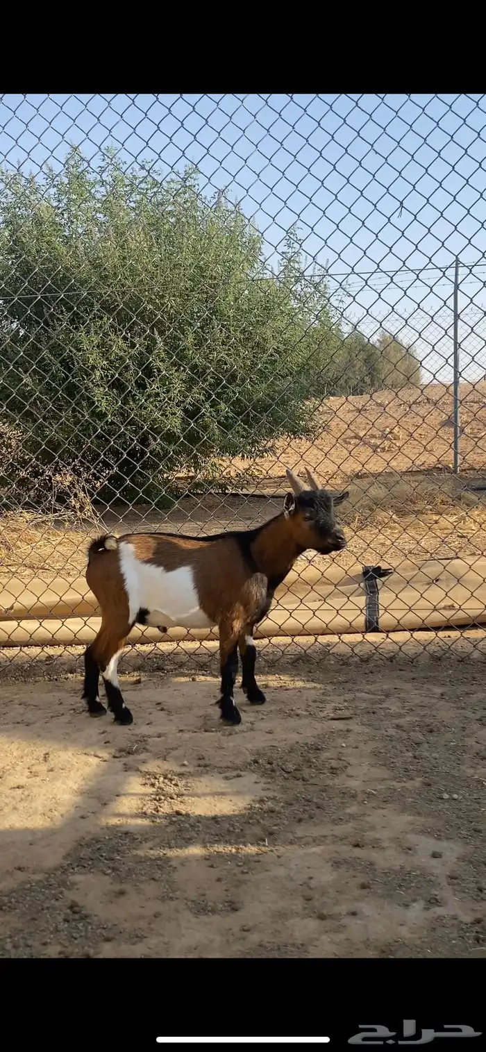 ماعز قزمي 0