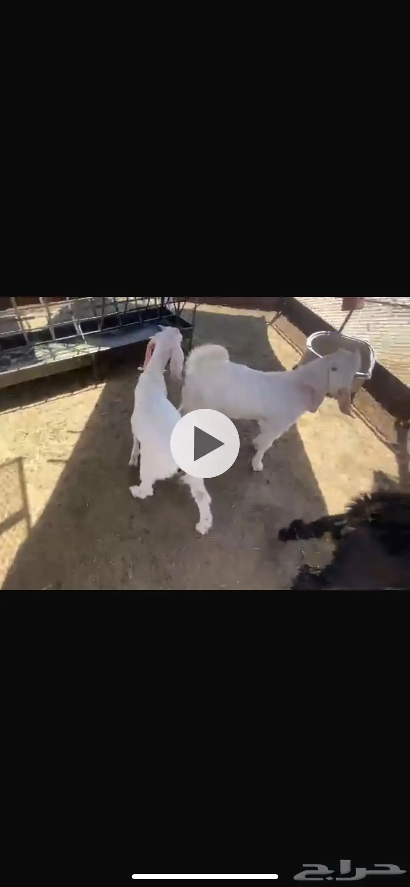 تيوس بريه للبيع 0