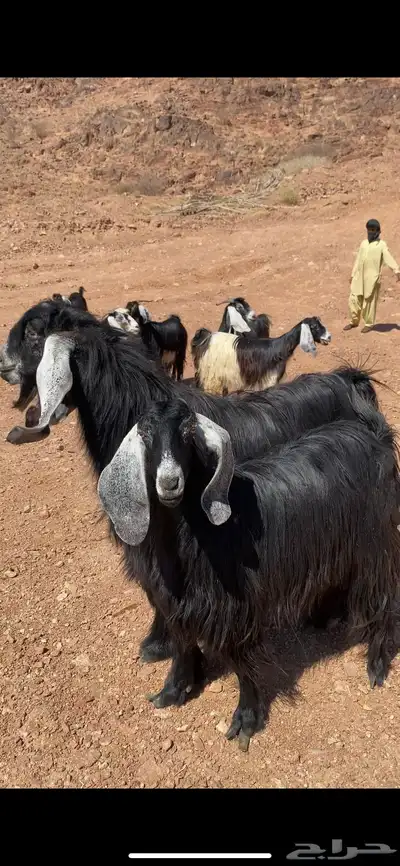 تيس عارضي اجم(( تم البيع)) 4