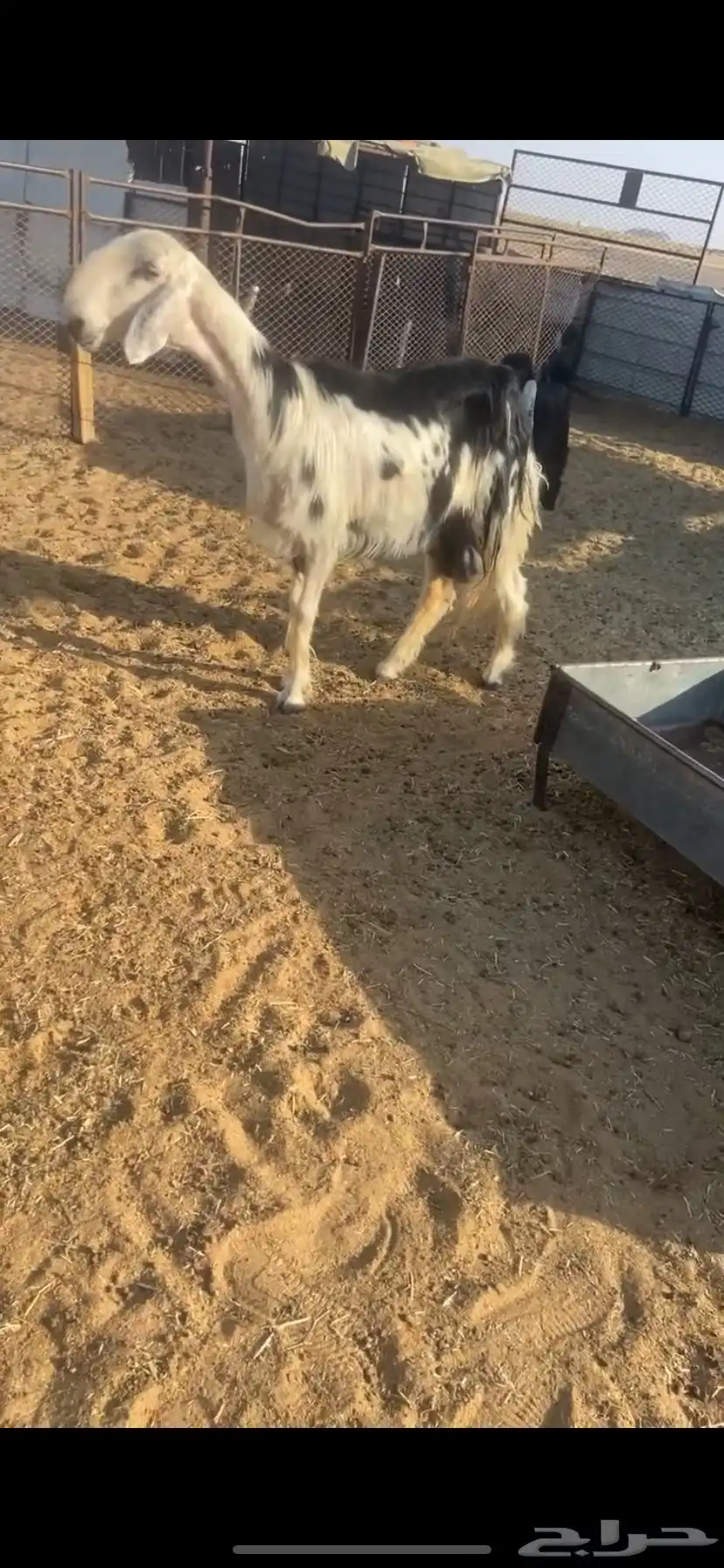 شاه نجديه كفو 1