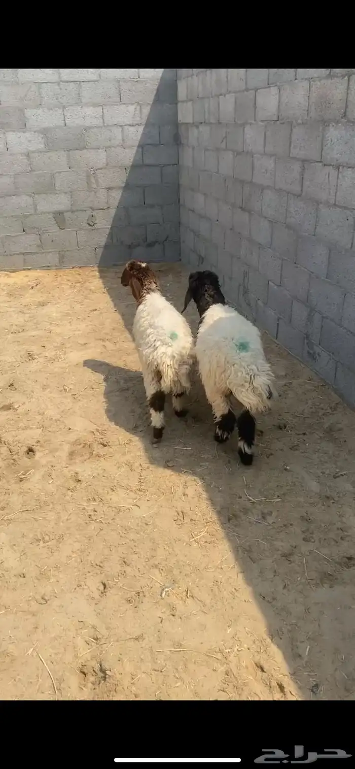 رخال أعمارها 4 شهور موقعها السوق 2