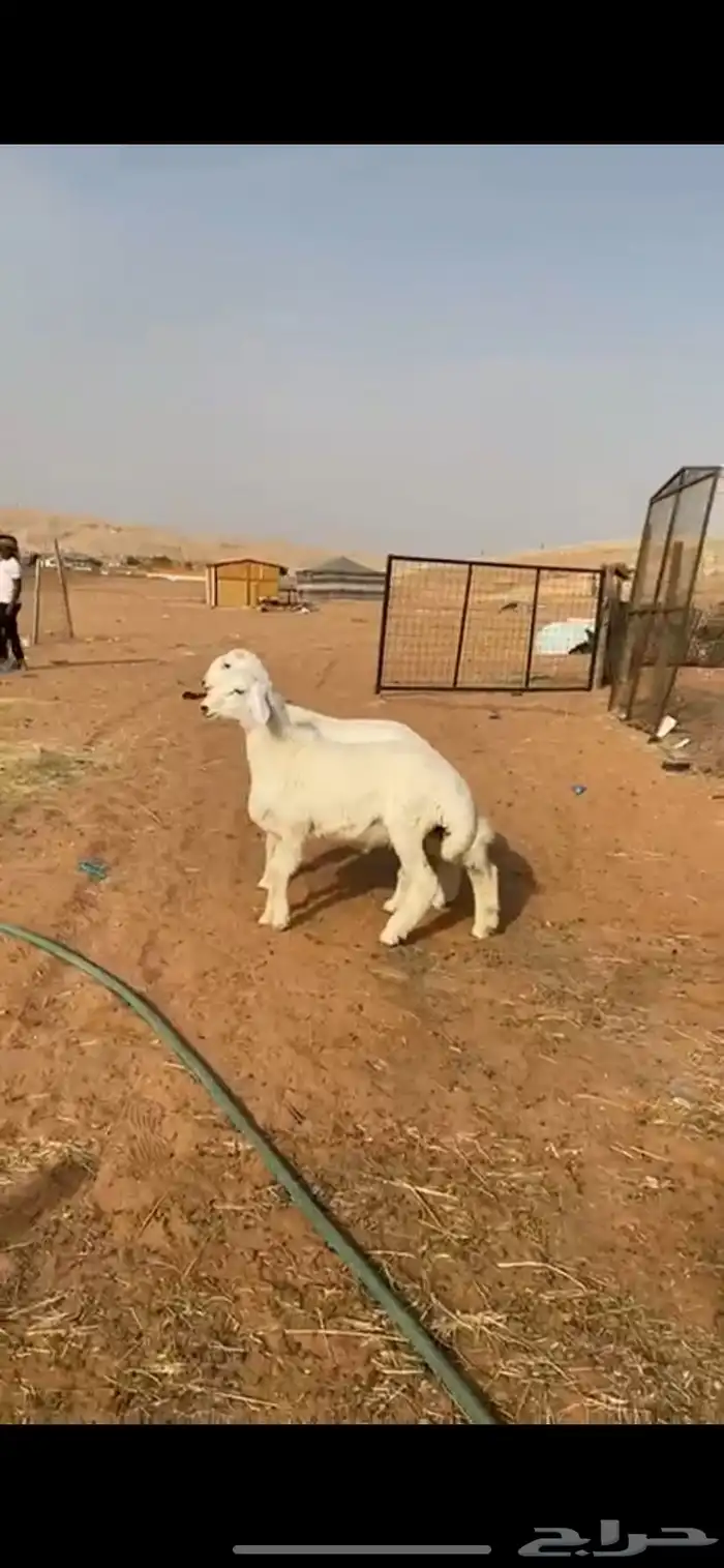 خرفان حريات أعمارها 5 اشهر 1