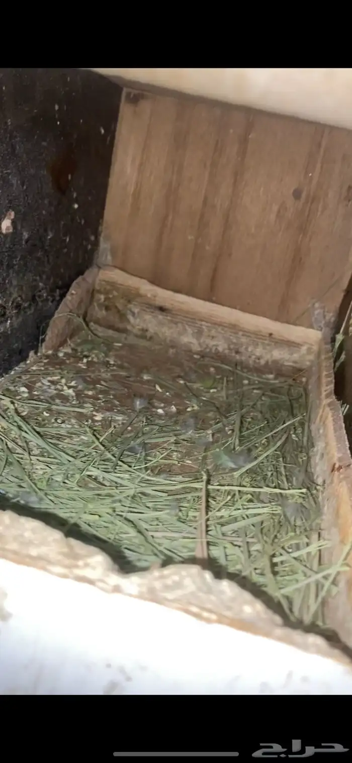 زوج روز منتج تم البيع 4