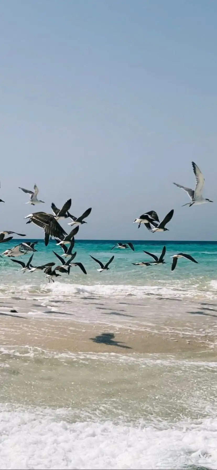 قارب صيد وجولات سياحية شباب وعوائل بمرسى القحمة 3