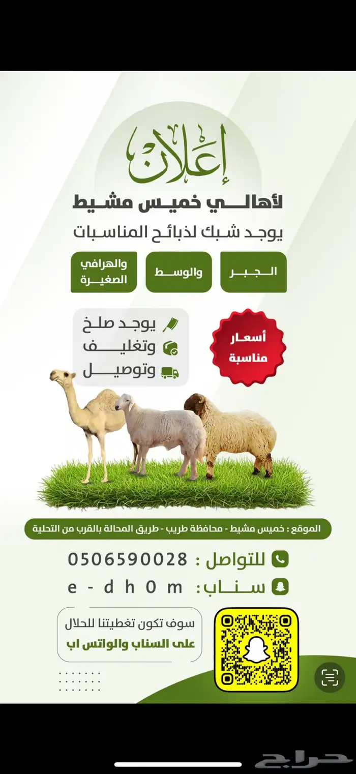 للبيع 12 خروف صنف رقم 1 العمر 6 شهور(تم البيع) 0
