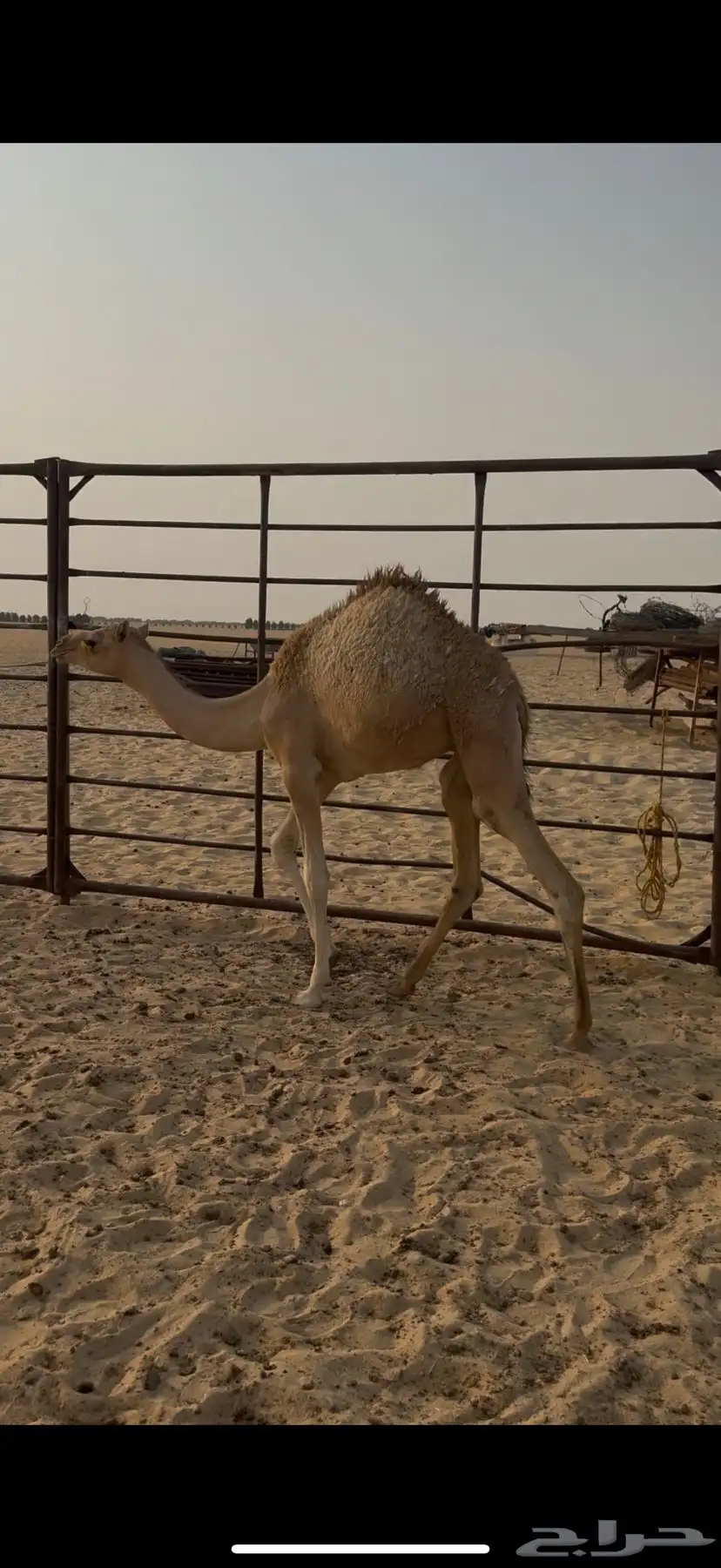 خلفه بكر تحتها قعود كفو شكل وسلاله 1