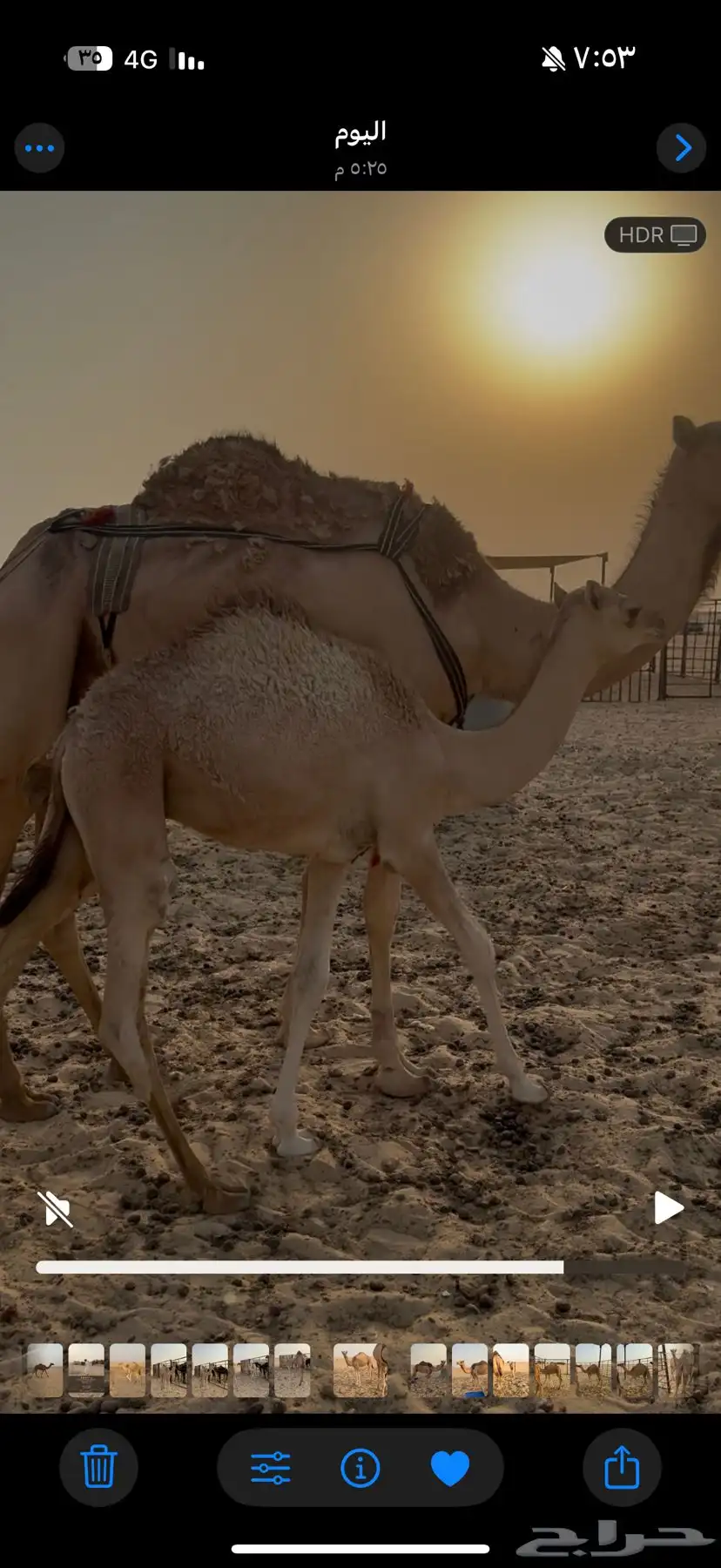 خلفه بكر تحتها قعود كفو شكل وسلاله 3