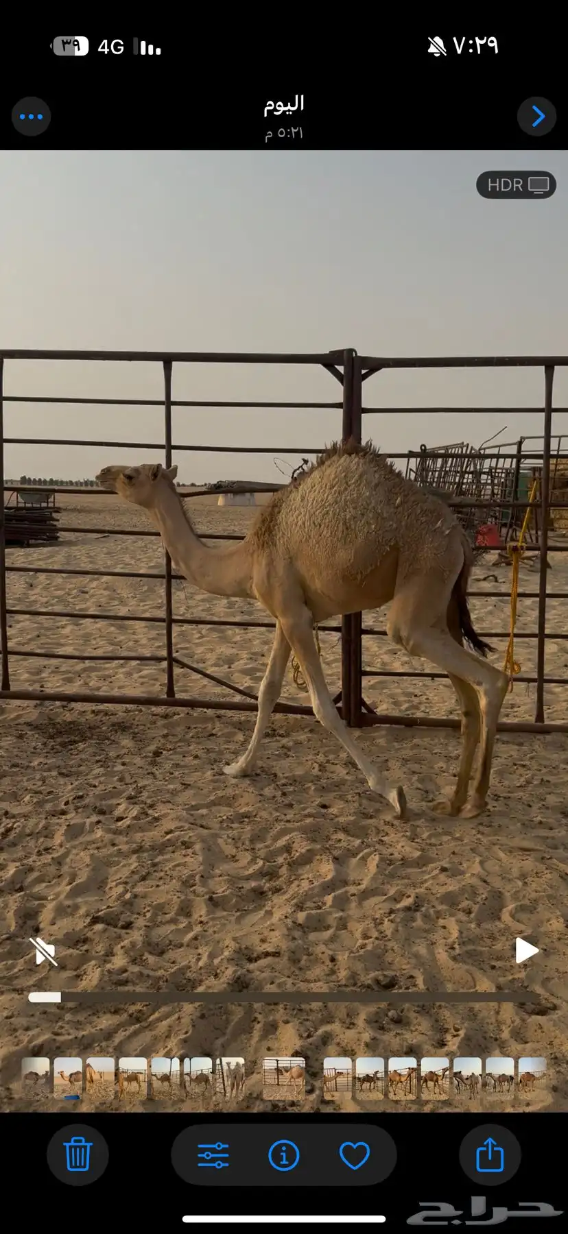 خلفه بكر تحتها قعود كفو شكل وسلاله 2