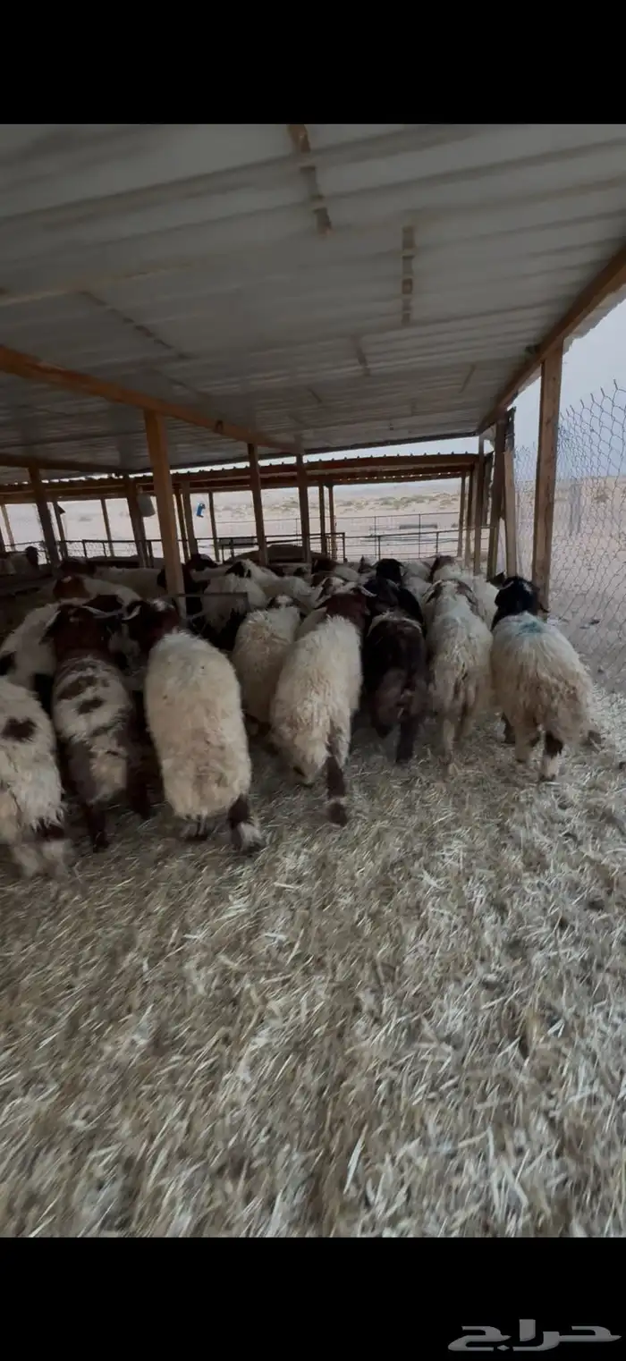 ذبايح نعيمي بلدي بري 2