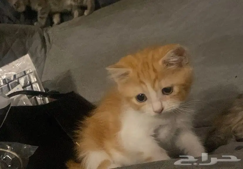 قطط 2