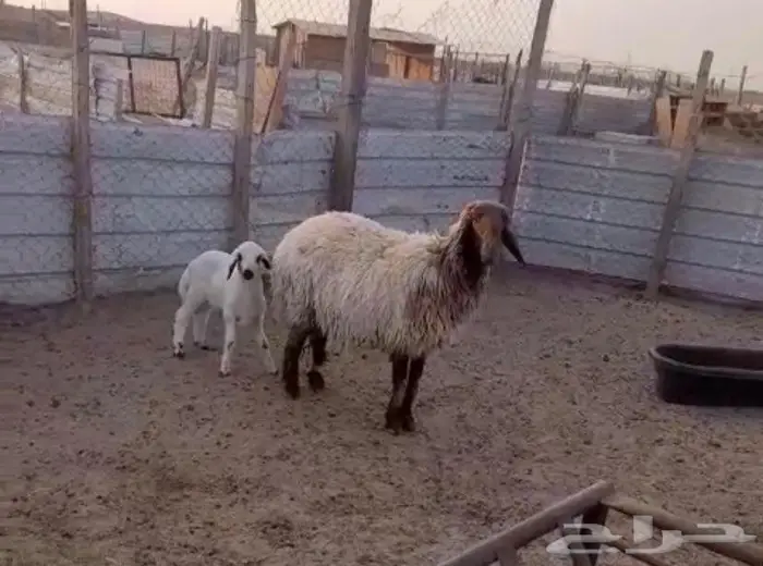 تم البيع للبيع نعيميه جرم طيب صنف تحتها خروف 1