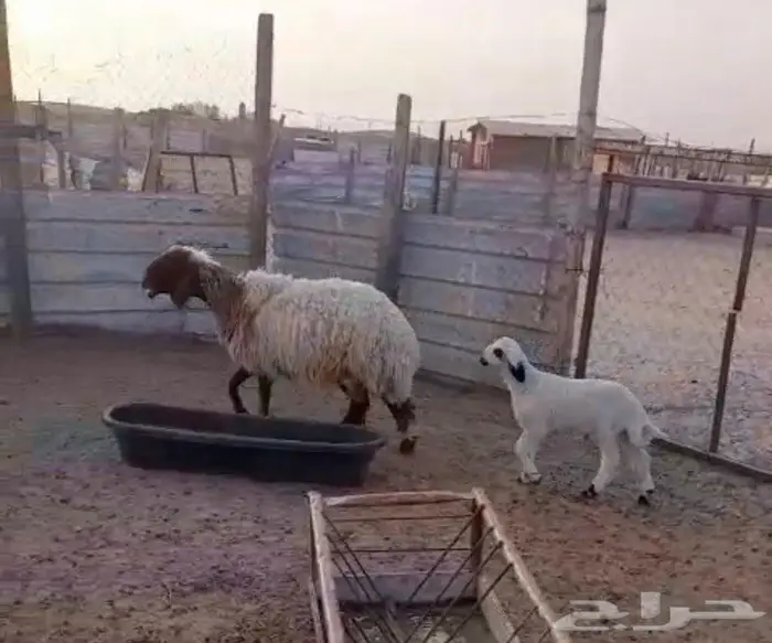 تم البيع للبيع نعيميه جرم طيب صنف تحتها خروف 3