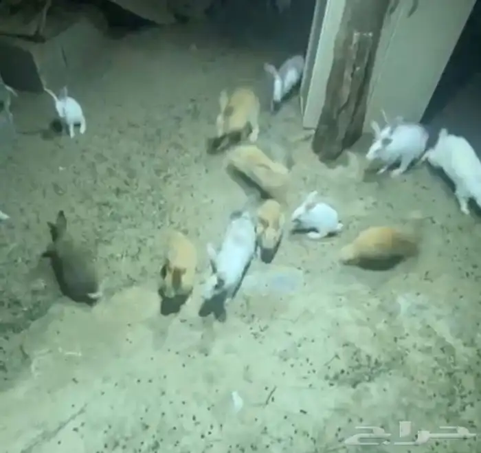 ارانب بلدي 0