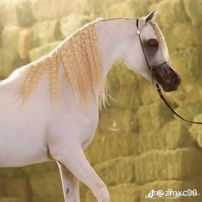 مزاد بيرق للخيل العربيه الاصيله 0