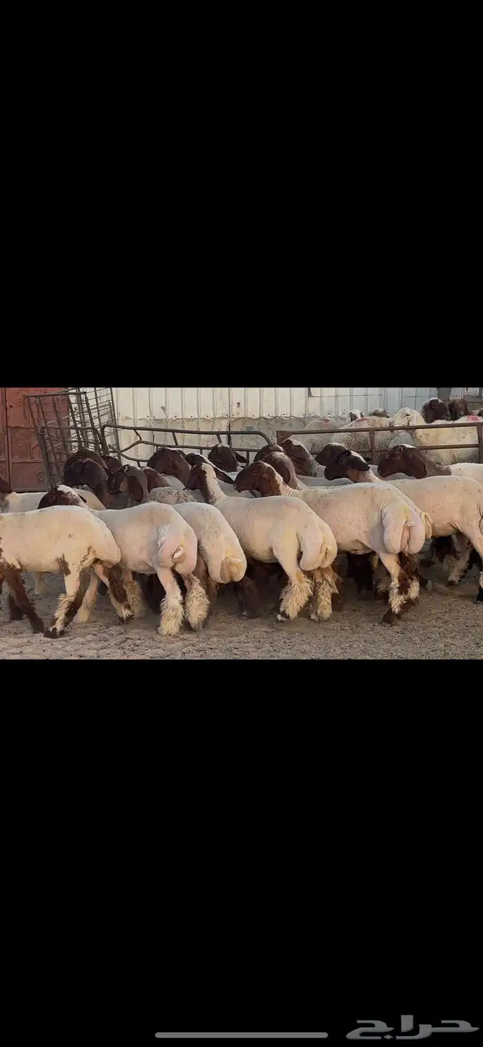 جذعات نعيم فاخره 2