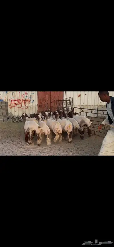 جذعات نعيم فاخره 9