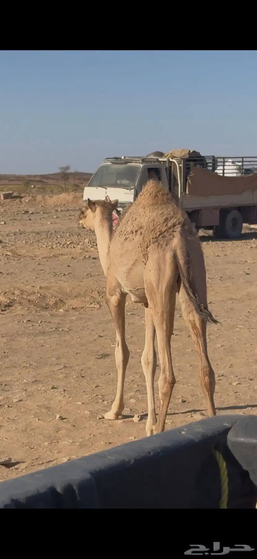بكره لها 9 شهور 0