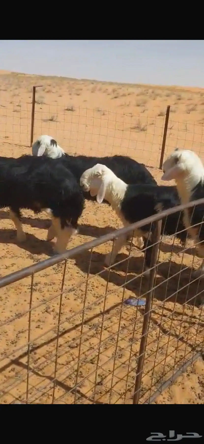تم البيع الله يبارك لشاري ويخلف على البايع بهم نجد بري ونظيف 1