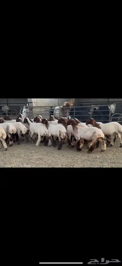 جذعات نعيم فاخره 4