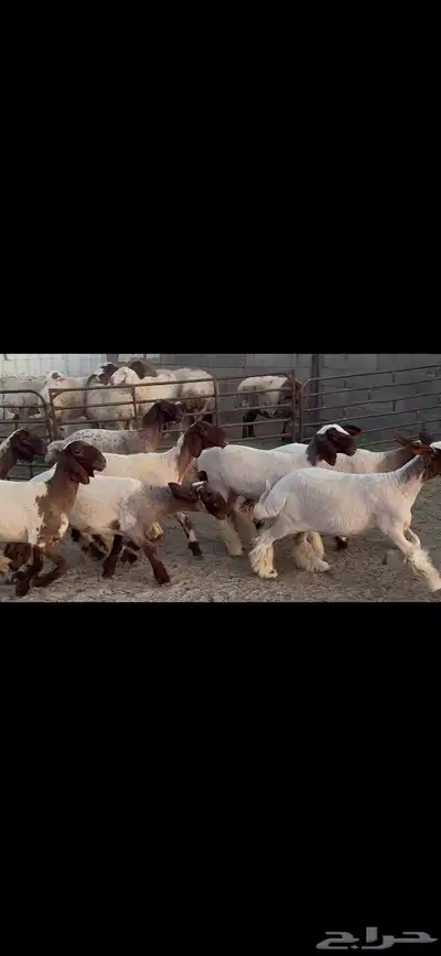 جذعات نعيم فاخره 11