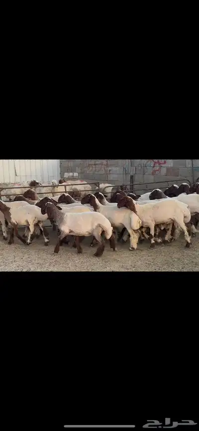 جذعات نعيم فاخره 1