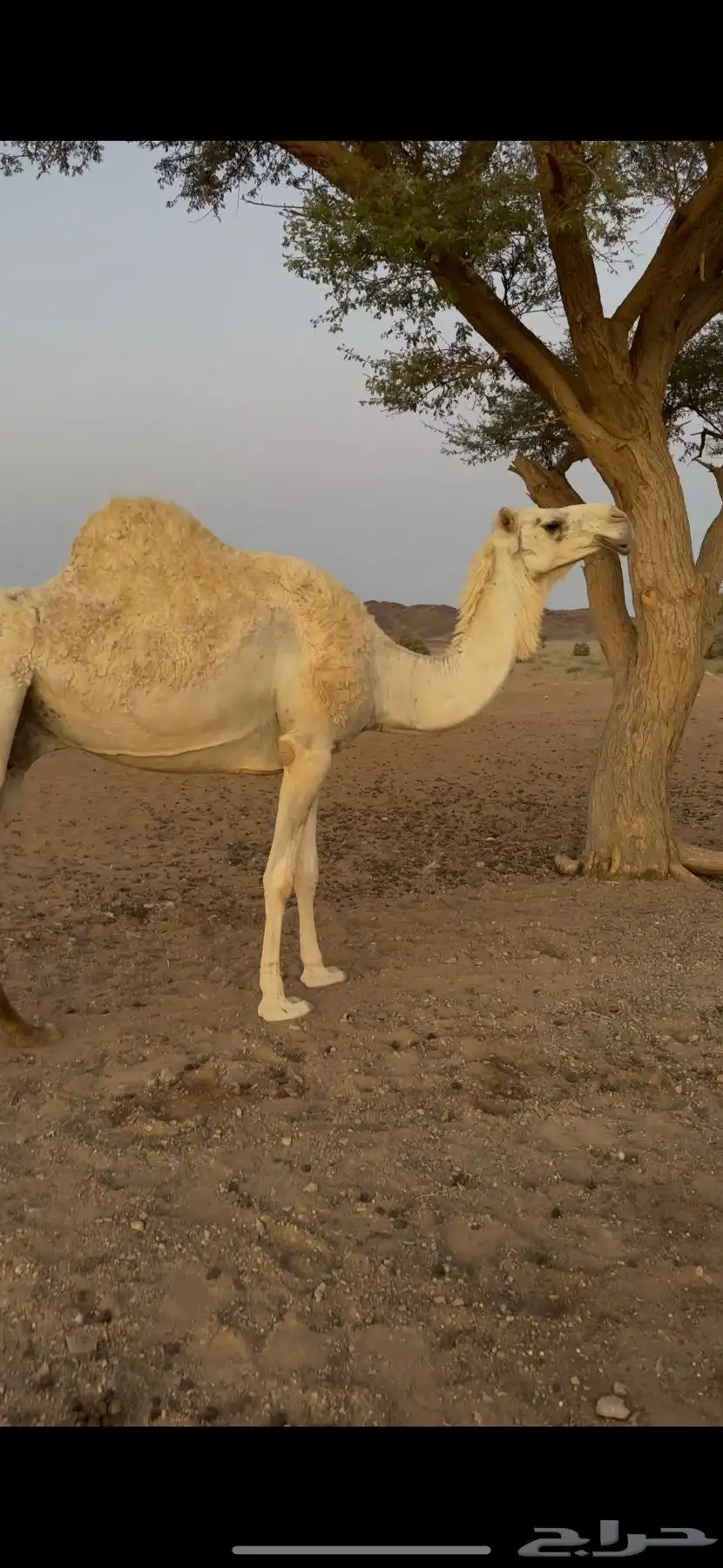 لقحه للبيع 10