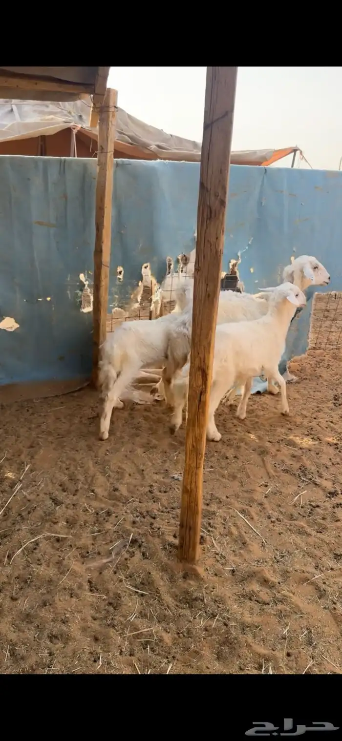 للبيع شاه تامه شبب تحتها 2 1