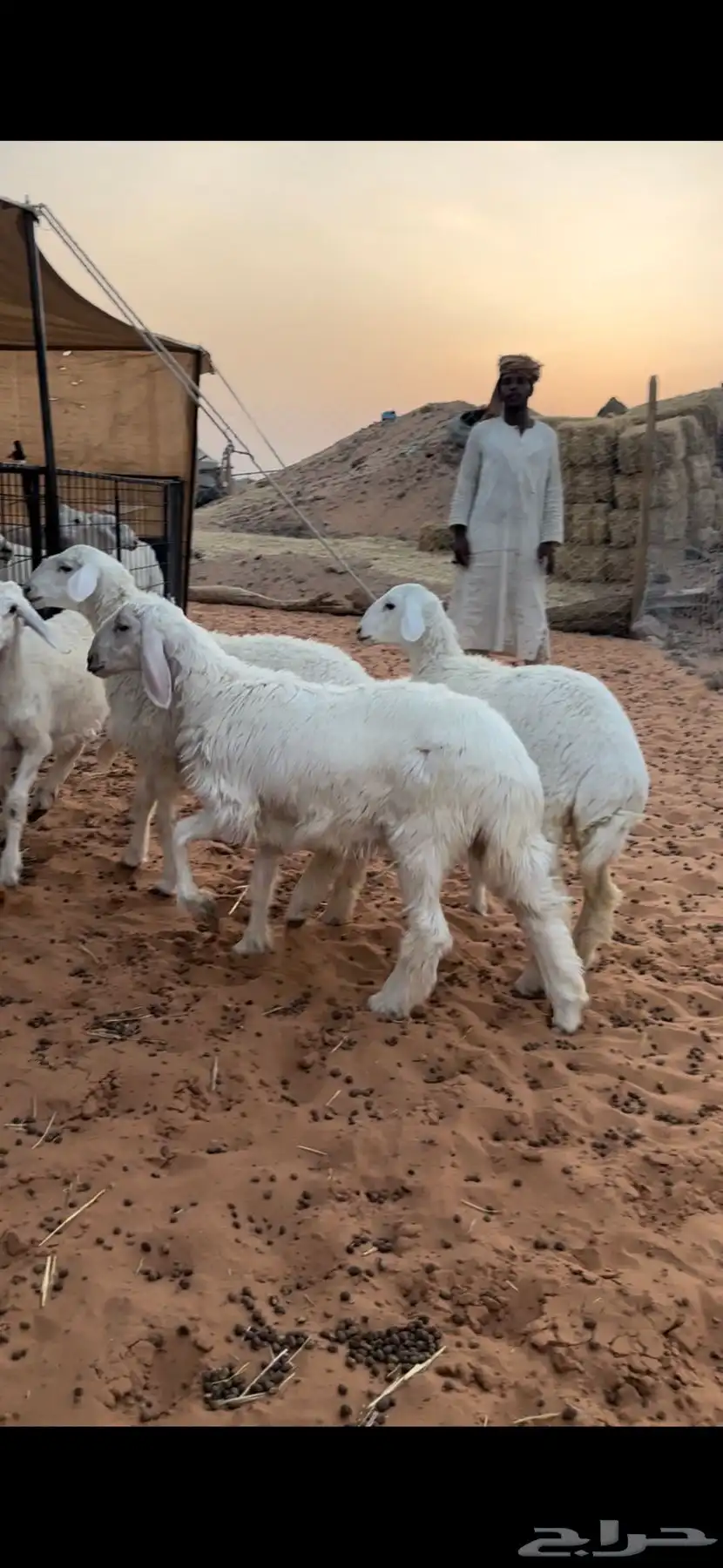 رخال مقاني 0