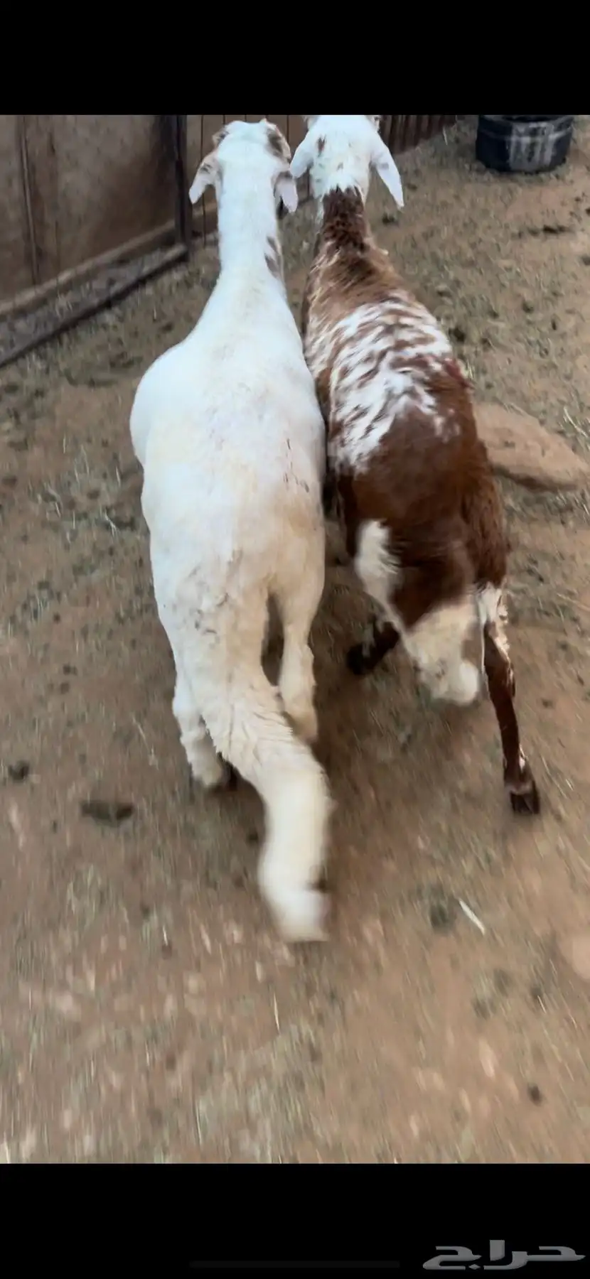 البيع سوكلي جذعان العدد 2 ظهورها حد الغلاق وسليمه من المرض 3