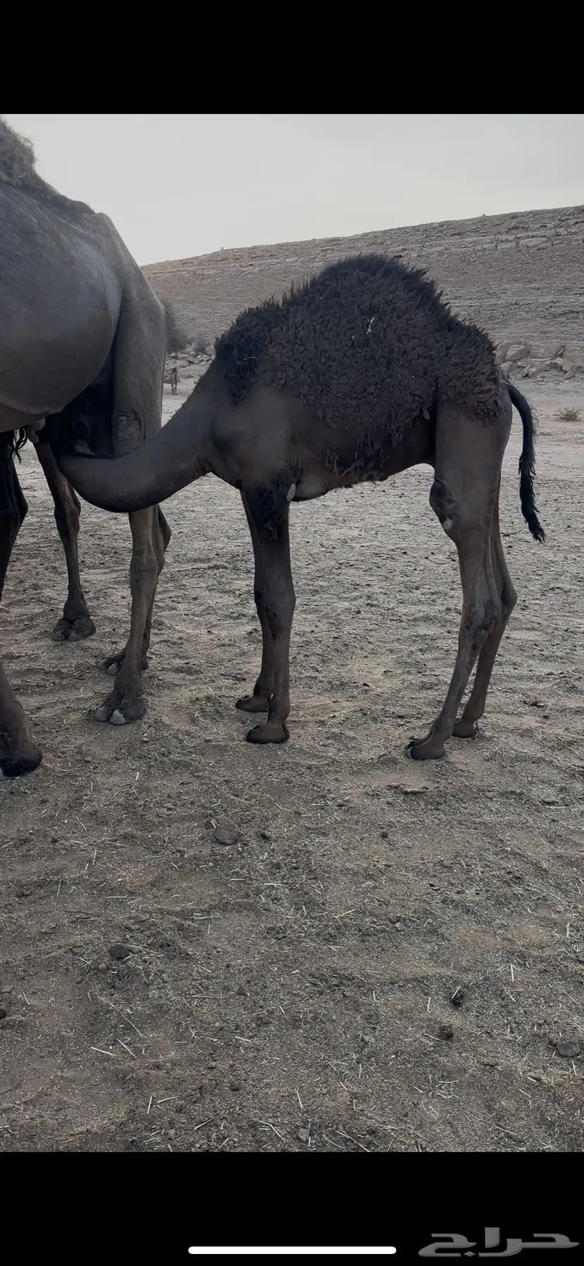قعود 0
