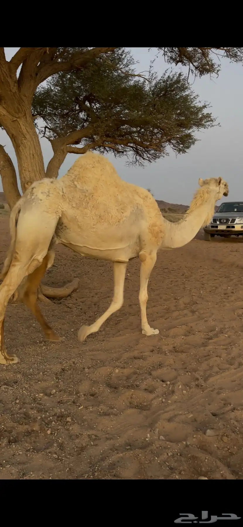 لقحه للبيع 11