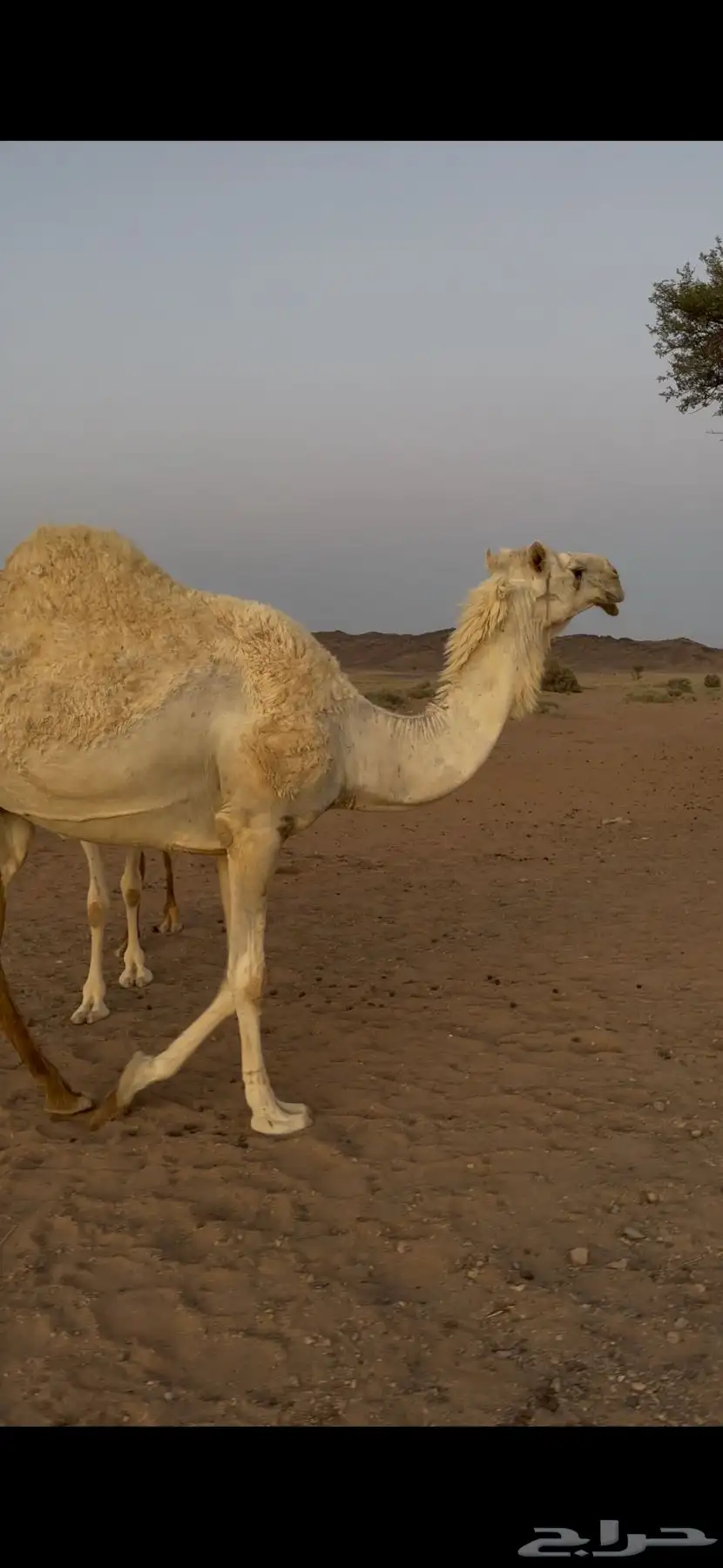لقحه للبيع 12