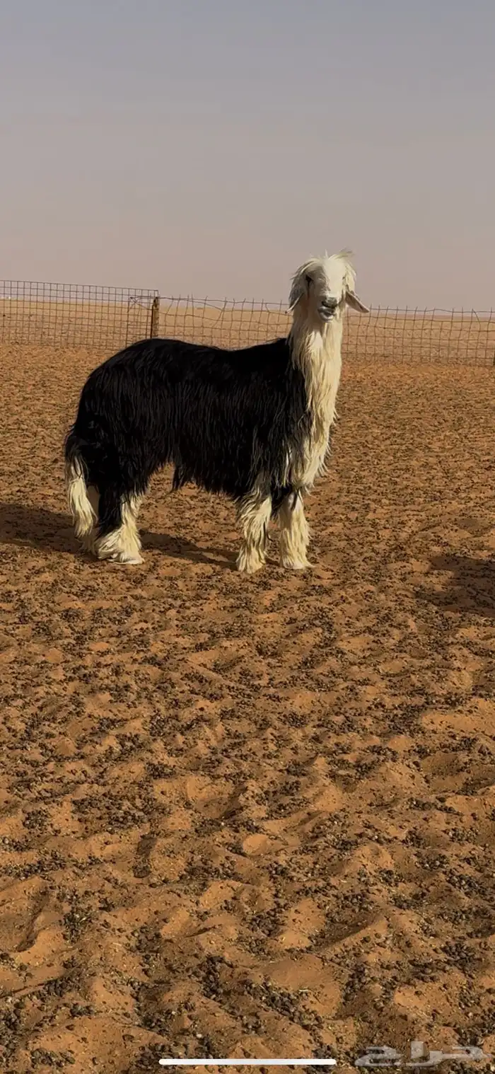 فحل نجدي خصم 2