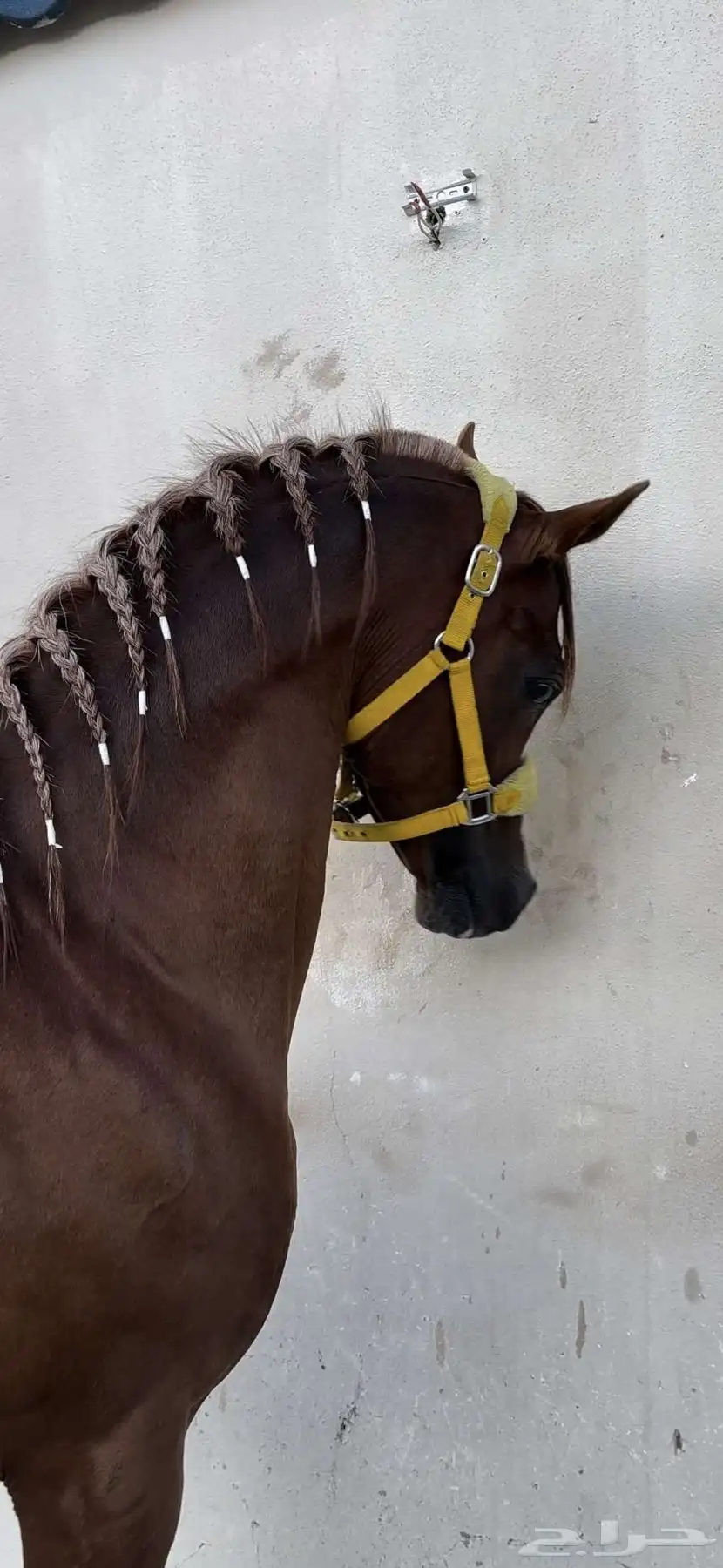 خيل للبيع عربي اوراق 0