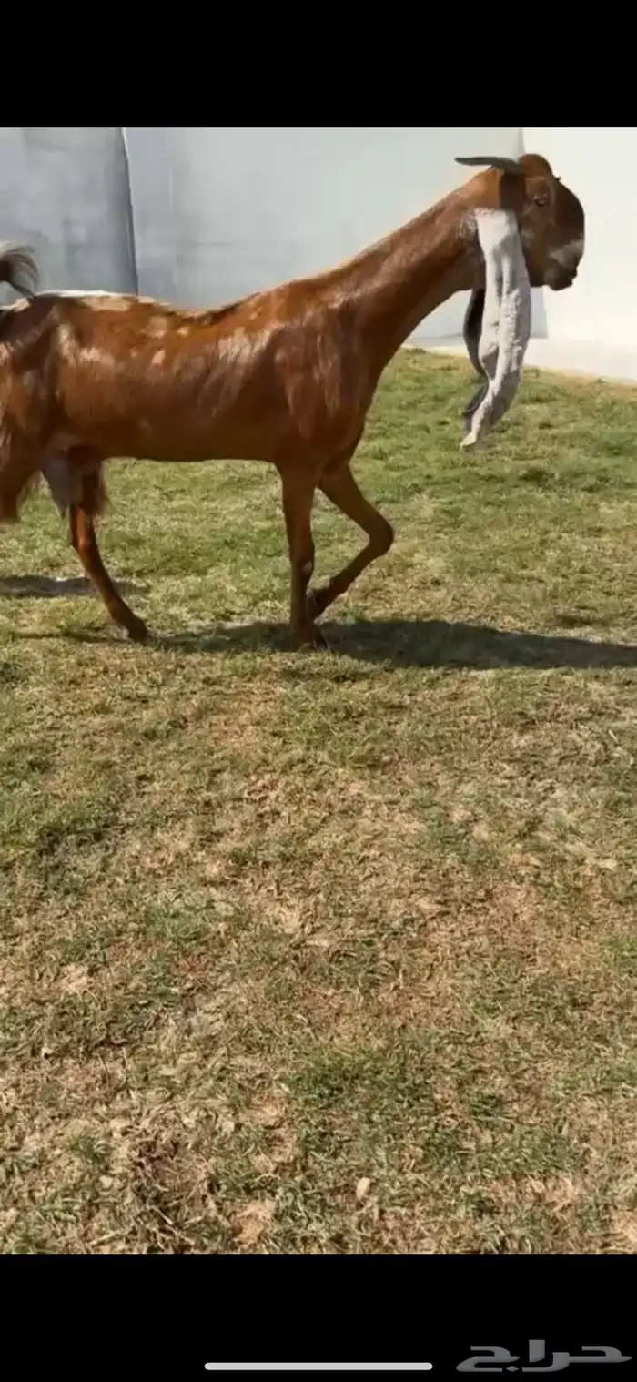 للبيع عنز والد خصصم 1