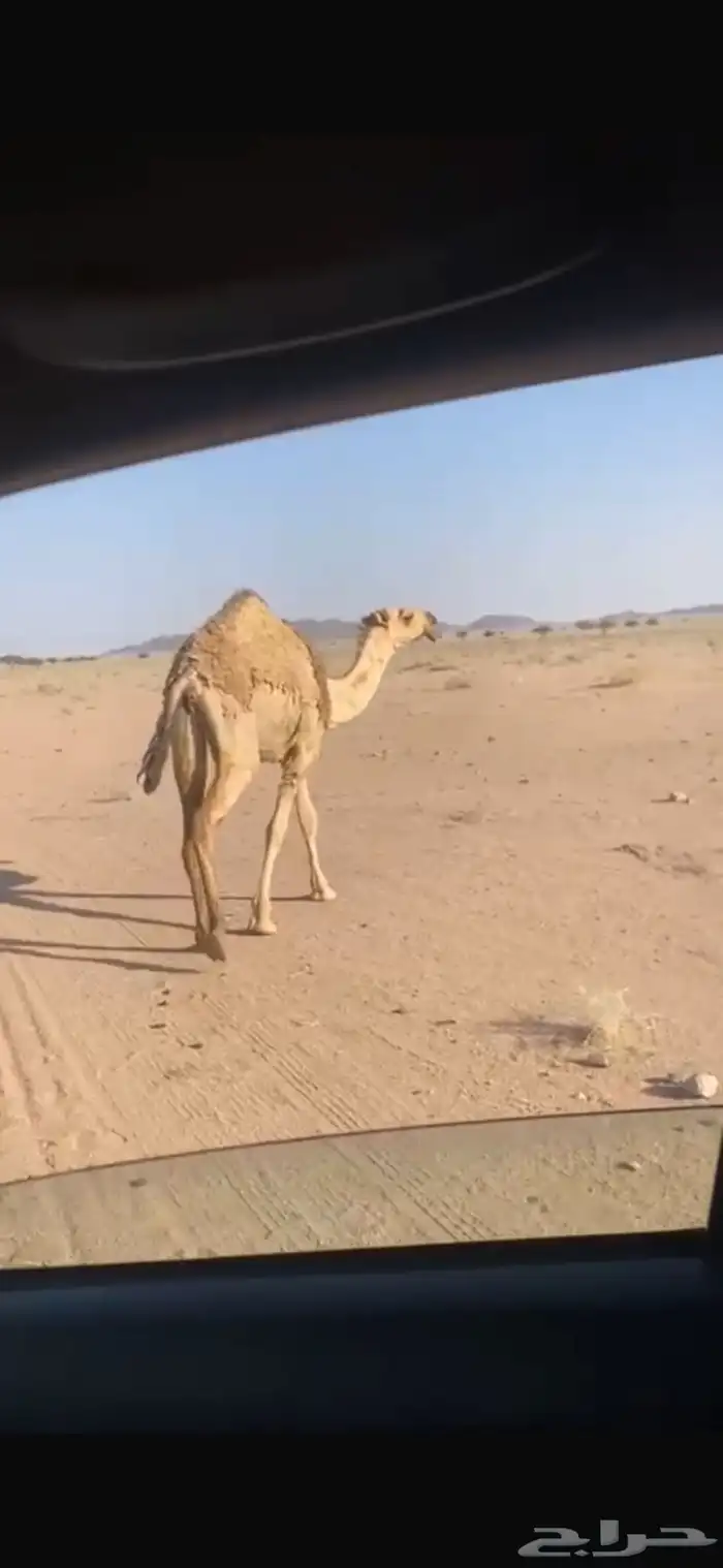 بكرة للبيع 0