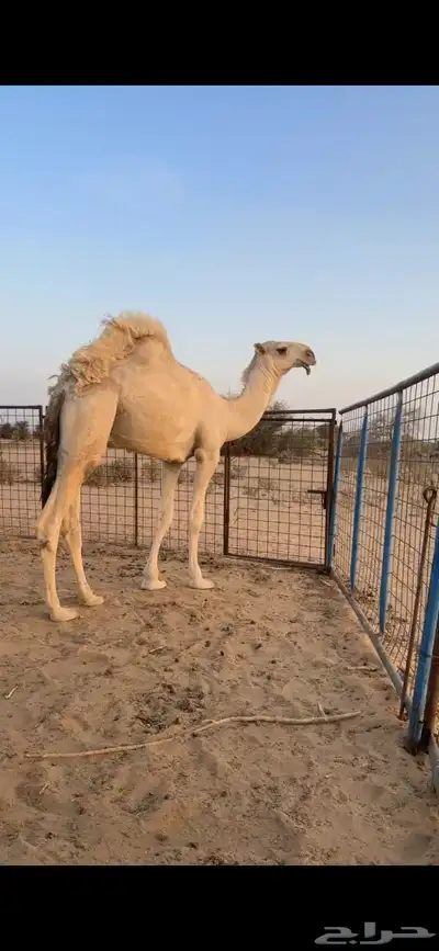 قعود باتلي 0