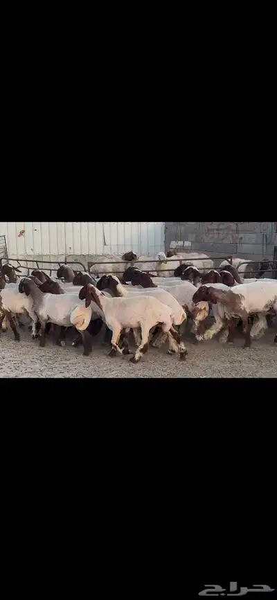 جذعات نعيم فاخره 5