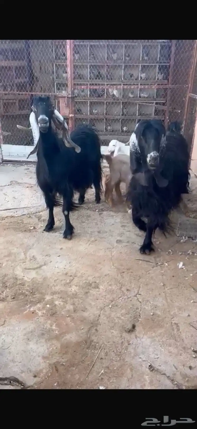 معزاء موالليد 2