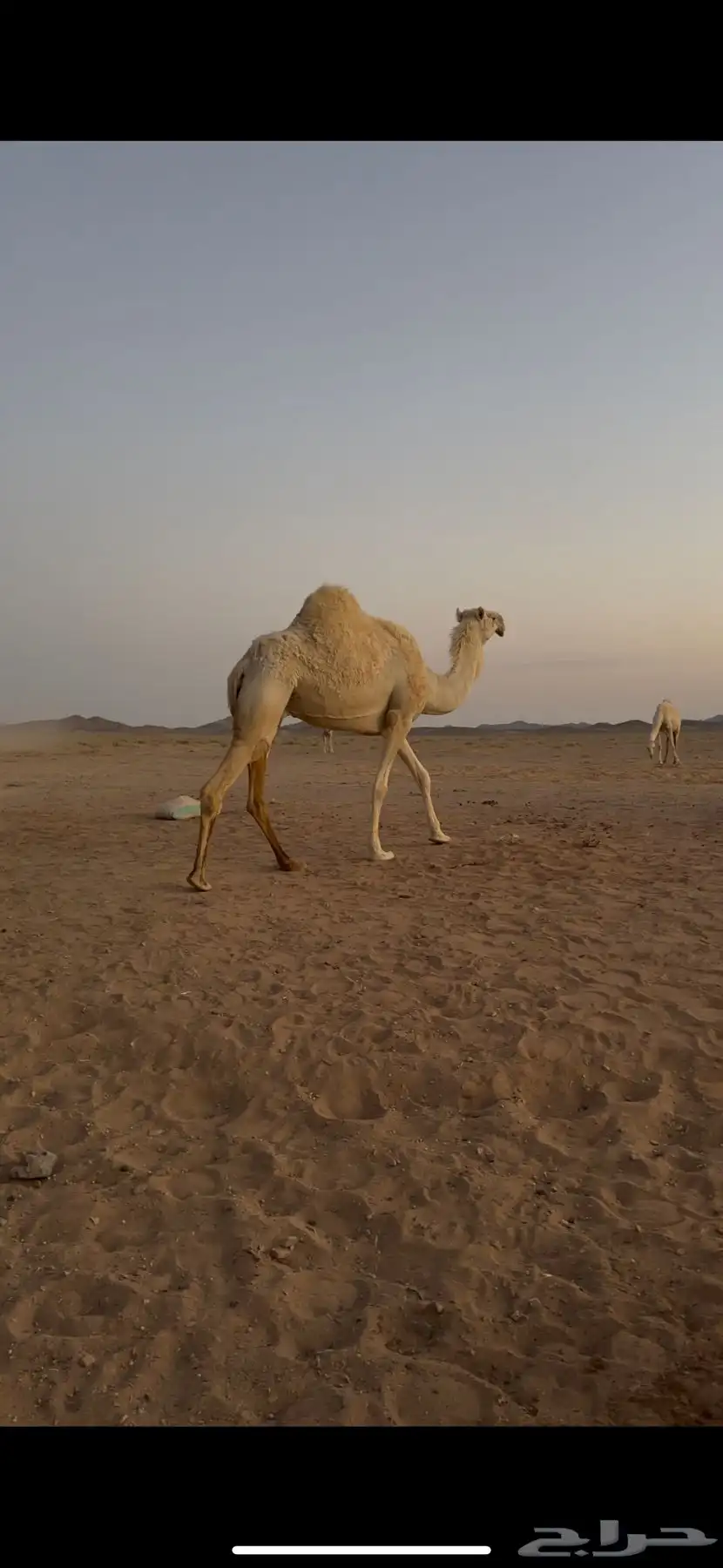 لقحه للبيع 9