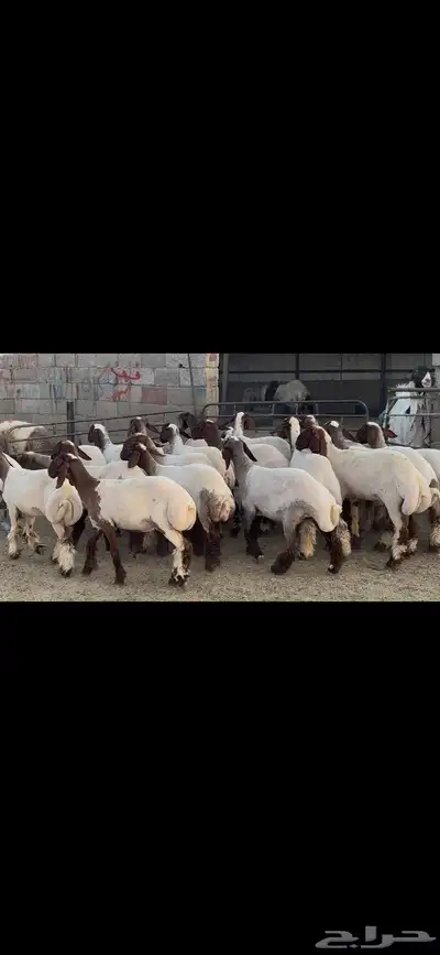 جذعات نعيم فاخره 7