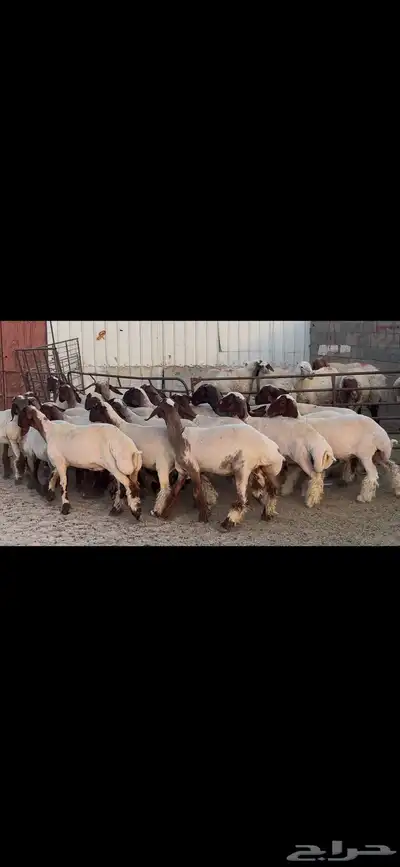 جذعات نعيم فاخره 8