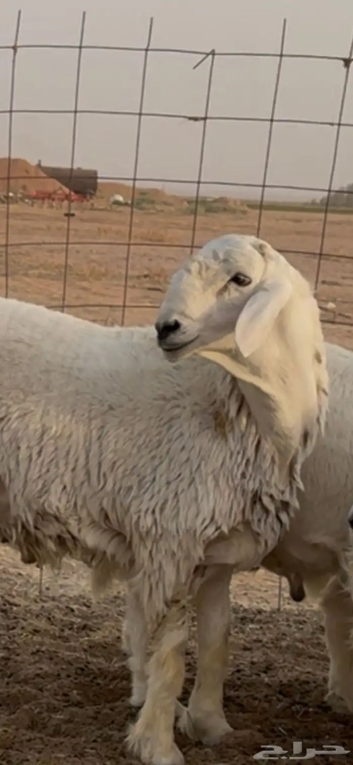 انتاج فحول 0